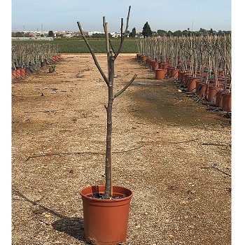 FC 25 FIGUIER FICUS CARICA HAUTEUR 130/150