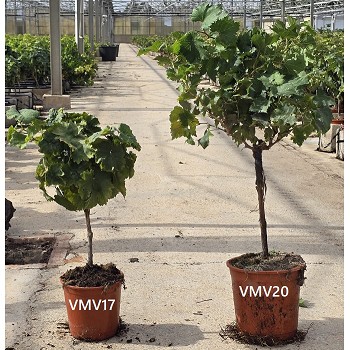 VMV 17 CEP DE VIGNE HAUTEUR 50/70