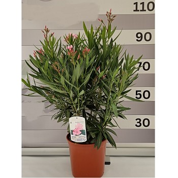 N25 LAURIER ROSE HAUTEUR 80/105
