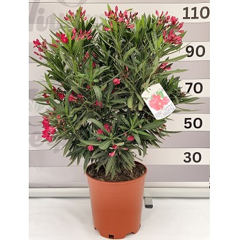 N30 LAURIER ROSE HAUTEUR 100/125