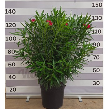N40 LAURIER ROSE HAUTEUR 130/160