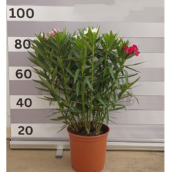 N25T LAURIER ROSE TRICOLOR HAUTEUR 80/100