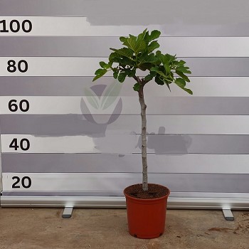FC20 FIGUIER FICUS CARICA HAUTEUR 80/100