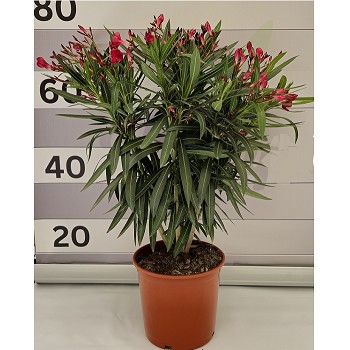 N20 LAURIER ROSE HAUTEUR 60/80