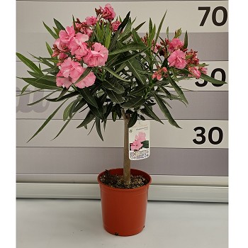 NC 17 LAURIER ROSE SUR TIGE HAUTEUR 65/80