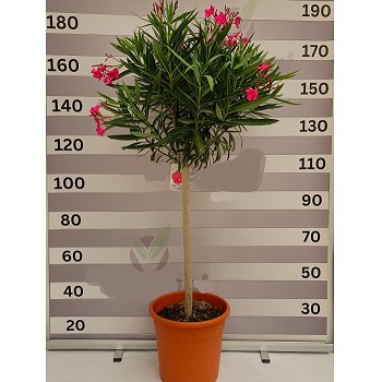 NC40 LAURIER ROSE SUR TIGE HAUTEUR 160/190