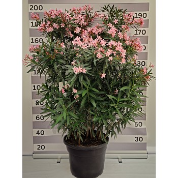 N55 LAURIER ROSE HAUTEUR 160/190