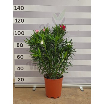 N30T LAURIER TRICOLOR HAUTEUR 80/100