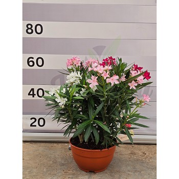 NT25T LAURIER TRICOLOR COUPE HAUTEUR 60/70