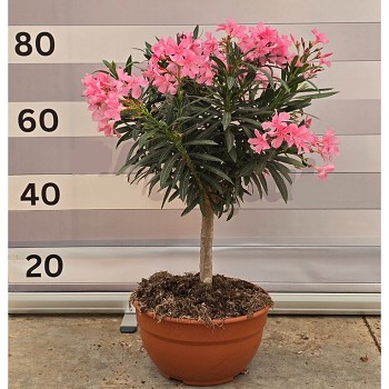 NCT30 LAURIER COUPE SUR TIGE HAUTEUR 70/90