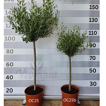 OC25B OLIVIER SUR TIGE BAS 90/110