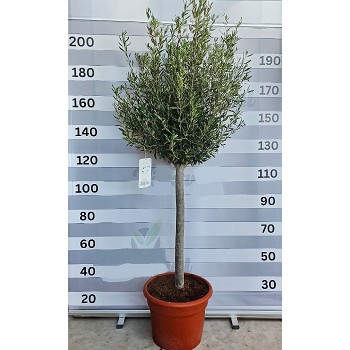 OA40-16/20 OLIVIER TIGE HAUTEUR 180/200