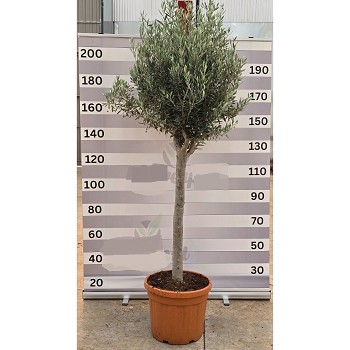 OA50-20/30 OLIVIER TIGE HAUTEUR 190/210