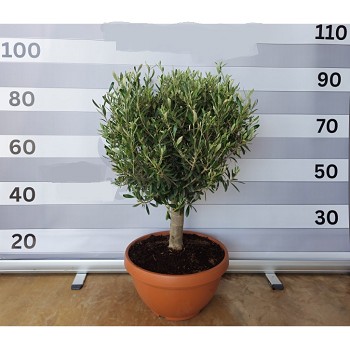 OT35 OLIVIER COUPE HAUTEUR 80/100