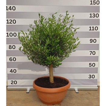 OT55 OLIVIER COUPE HAUTEUR 110/130