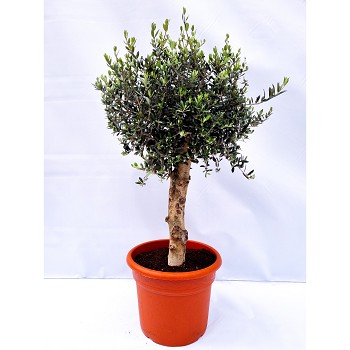 OR20/30 OLIVIER HAUTEUR 150/170