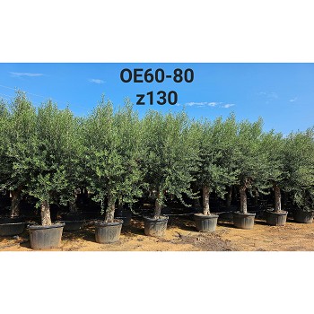 OE60-80 OLIVIER HAUTEUR 220/270