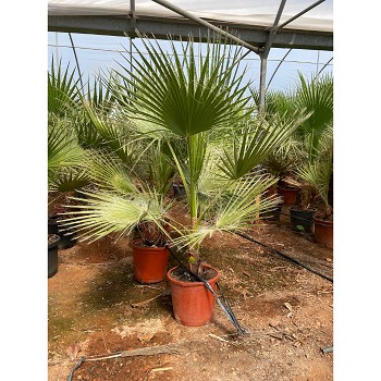 W30 WASHINGTONIA ROBUSTA HAUTEUR 130/150