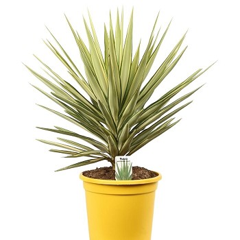 YJ90-100 YUCCA JEWEL POT COULEUR HAUTEUR 90/100