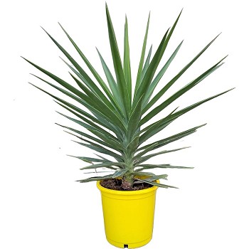 YE90-100 YUCCA EMILIA POT COULEUR HAUTEUR 90/100