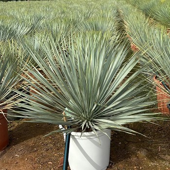 YR55-70 YUCCA ROSTRATA POT COULEUR HAUTEUR 55/70
