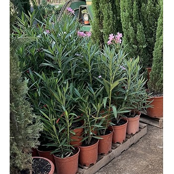 NO20 LAURIER ROSE HAUTEUR 50/70