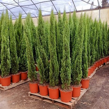 CT150-175 CUPRESSUS TOTEM HAUTEUR 150/175