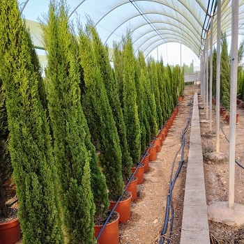 CT175-200 CUPRESSUS TOTEM HAUTEUR 175/200