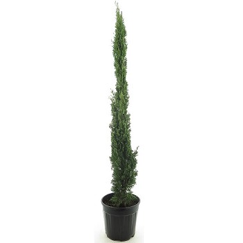 CS150-170 CUPRESSUS SEMPERVIRENS HAUTEUR 150/170