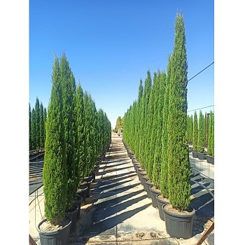 CST200-250 CUPRESSUS STRICTA HAUTEUR 200/250