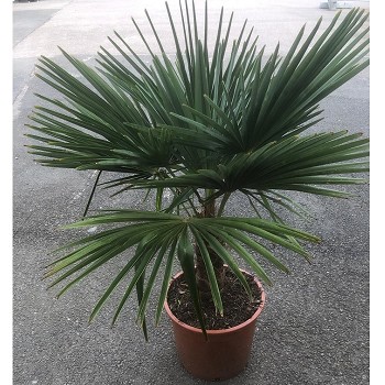 TF20-30 TRACHYCARPUS FORTUNEI 20/30 DE TRONC