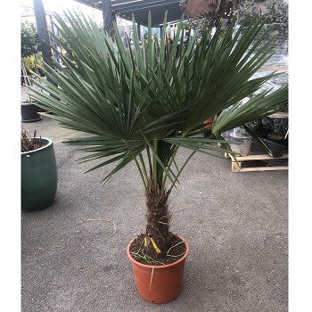 TF30-40 TRACHYCARPUS FORTUNEI 30/40 DE TRONC