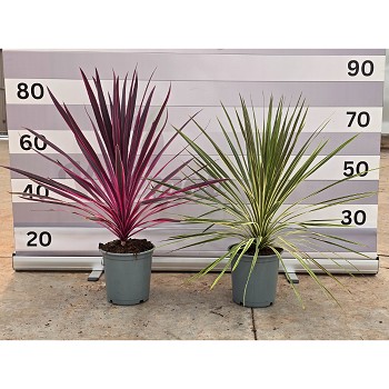 CA60-80 CORDYLINE AUSTRALIS MIX HAUTEUR 60/80