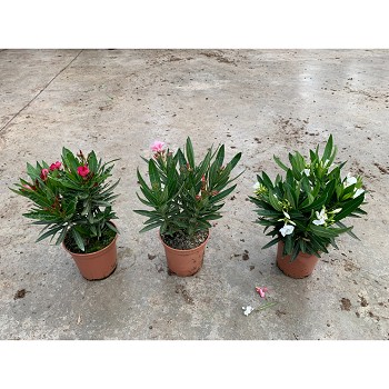 N14 LAURIER ROSE HAUTEUR 35/45