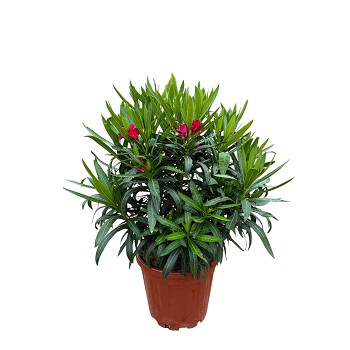 N35 LAURIER ROSE HAUTEUR 90/110