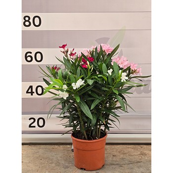 N19T LAURIER TRICOLOR HAUTEUR 45/60
