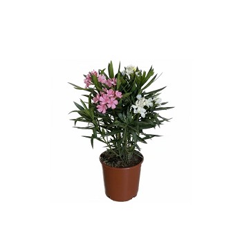 N20B LAURIER BICOLOR HAUTEUR 60/80