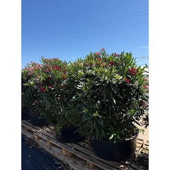 N55B LAURIER TRICOLOR POT BAS HAUTEUR 170/200
