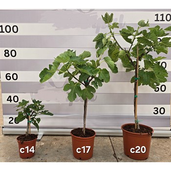 FC14 FICUS CARICA HAUTEUR 50/60