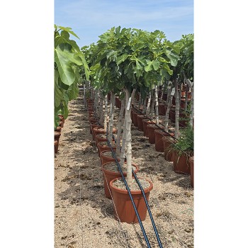 FC40 FICUS CARICA HAUTEUR 160/180