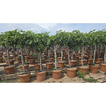 FC50 FICUS CARICA HAUTEUR 170/190
