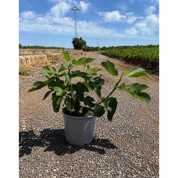 FCA20 FICUS CARICA BUISSON HAUTEUR 50/70