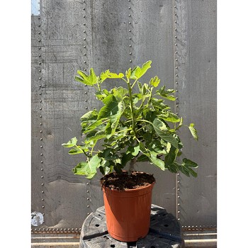 FCA25 FICUS CARICA HAUTEUR 80/100
