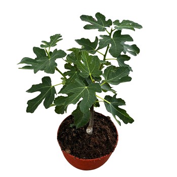FCT20 FICUS CARICA COUPE HAUTE 40/60