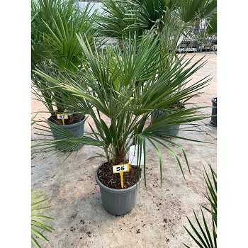H30 CHAMAEROPS HUMILIS HAUTEUR 100/120