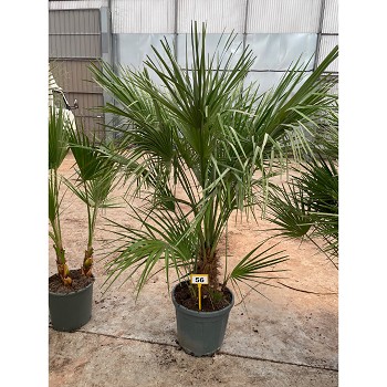 H33 CHAMAEROPS HUMILIS HAUTEUR 100/120
