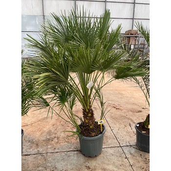 H40 CHAMAEROPS HUMILIS HAUTEUR 130/150