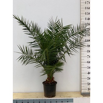 PC25 PHOENIX CANARIENSIS HAUTEUR 120/160