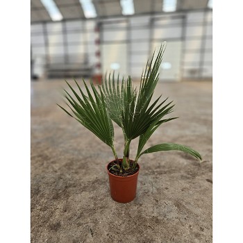 W14 WASHINGTONIA ROBUSTA HAUTEUR 40/60