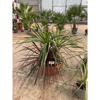 CT60MIX CORDYLINE AUSTRALIS MIX COUPE DE 60CM